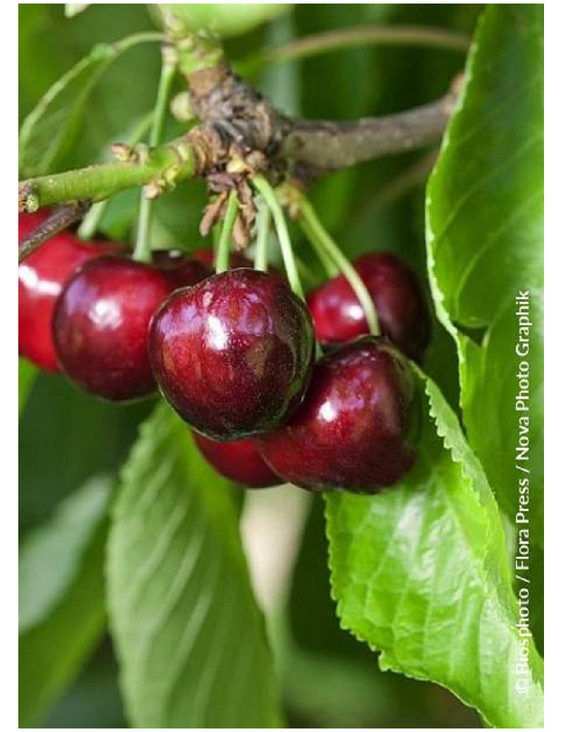 CERISIER bigarreau MOREAU (Prunus avium)