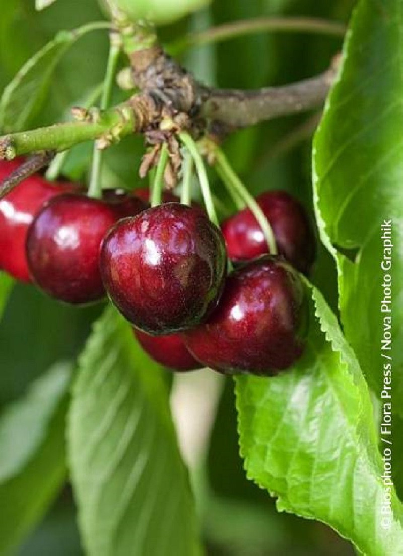 CERISIER bigarreau MOREAU