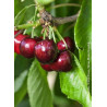 CERISIER bigarreau MOREAU (Prunus avium)