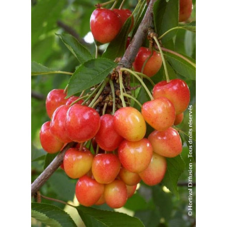 CERISIER bigarreau NAPOLÉON (Prunus avium)