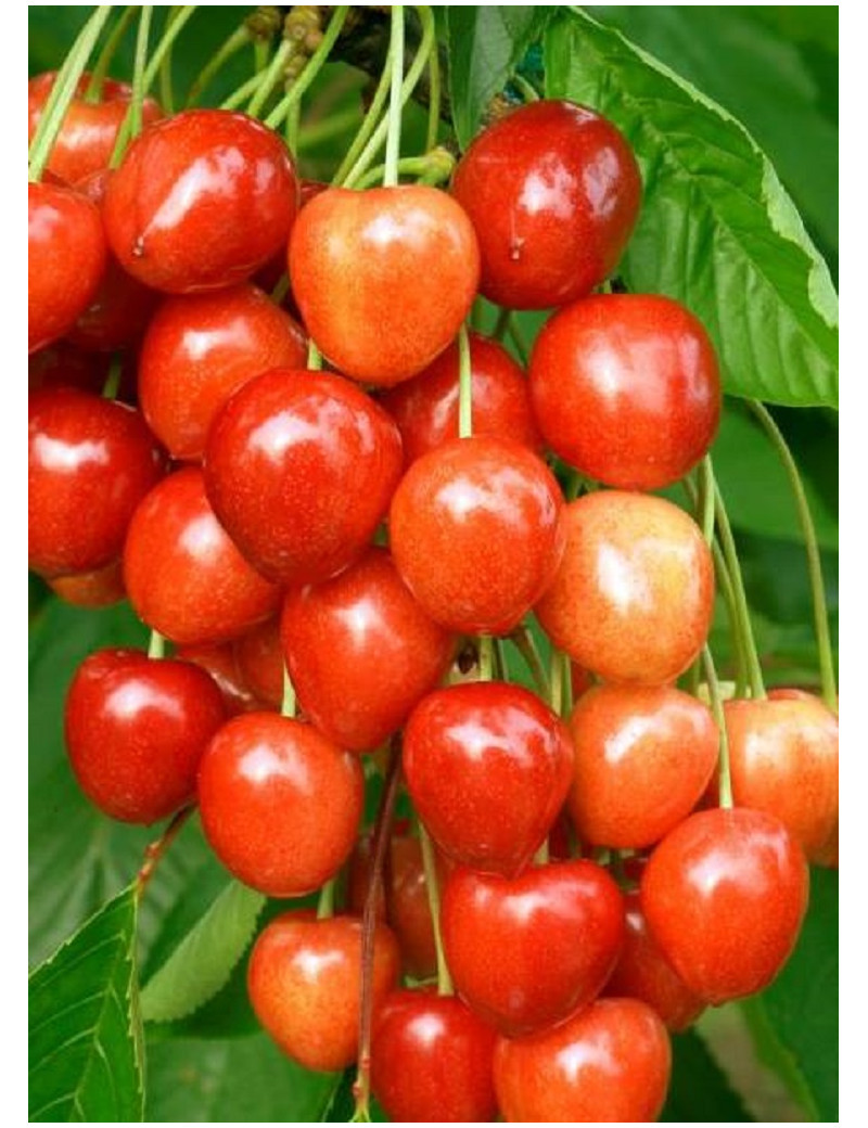 CERISIER bigarreau RAINIER (Prunus avium)