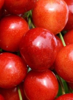 CERISIER bigarreau RAINIER