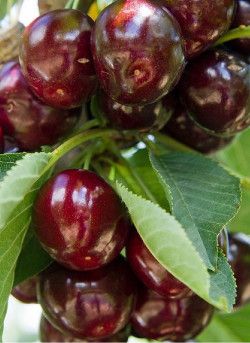 CERISIER bigarreau REVERCHON