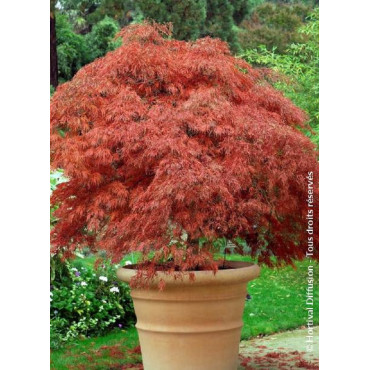 ACER palmatum DISSECTUM GARNET (Érable du Japon)