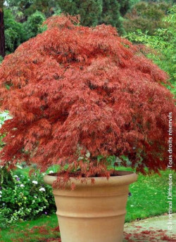 erable-du-japon-a-feuillage-decoupe-rouge-garnet-acer-palmatum-dissectum-garnet-1.jpg