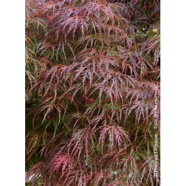 ACER palmatum DISSECTUM GARNET (Érable du Japon)