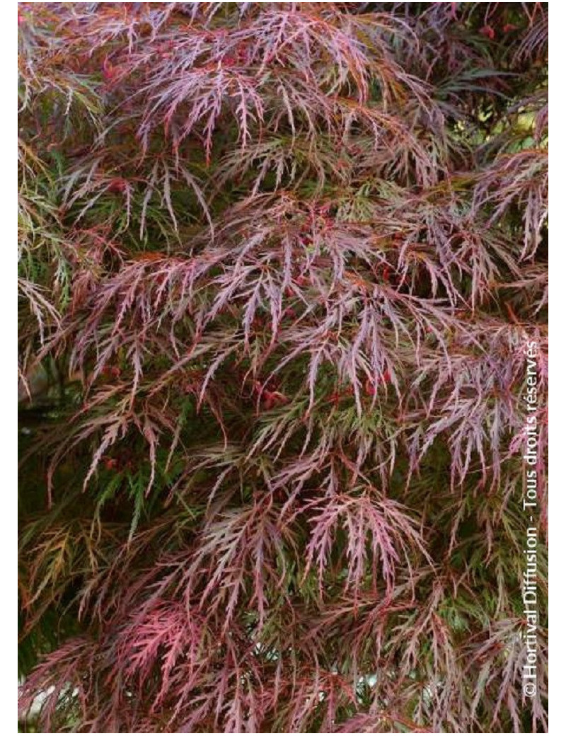 ACER palmatum DISSECTUM GARNET (Érable du Japon)