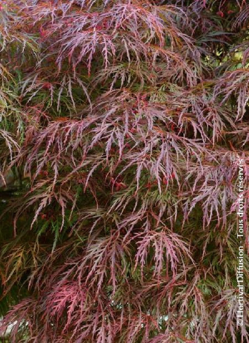 erable-du-japon-a-feuillage-decoupe-rouge-garnet-acer-palmatum-dissectum-garnet.jpg