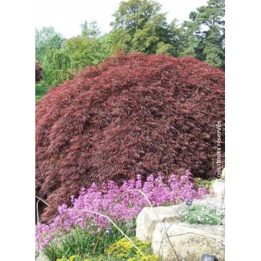 ACER palmatum DISSECTUM GARNET (Érable du Japon)