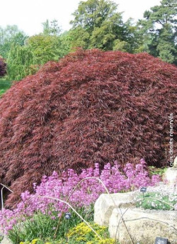 ACER palmatum DISSECTUM GARNET