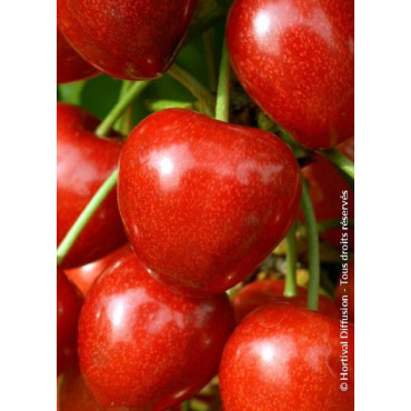 CERISIER bigarreau SUMMIT (Prunus avium)