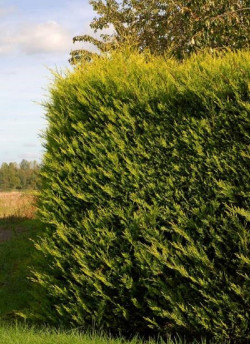 CUPRESSOCYPARIS leylandii EXCALIBUR GOLD