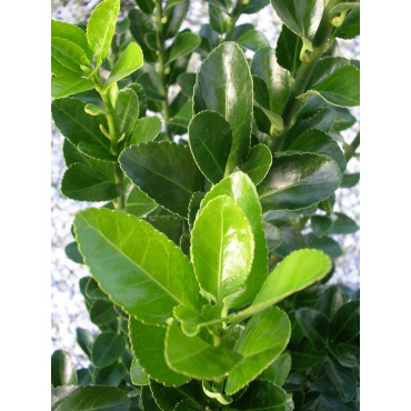 Topiaire (Plante taillée) - EUONYMUS japonicus (Fusain du Japon)