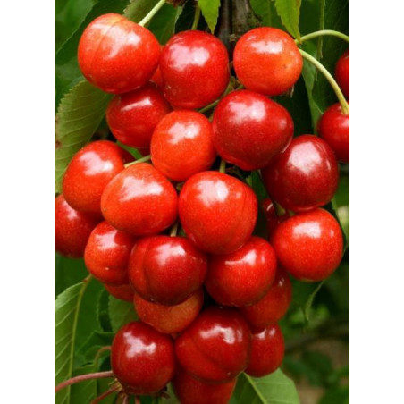 CERISIER Bigarreau VAN (Prunus avium)