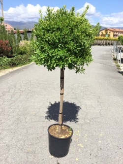 EUONYMUS japonicus En pot forme tige hauteur du tronc 090-110 cm