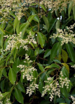 LIGUSTRUM japonicum