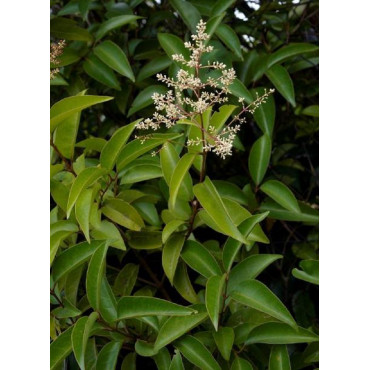 Topiaire (Plante taillée) - LIGUSTRUM japonicum (Troène du Japon)