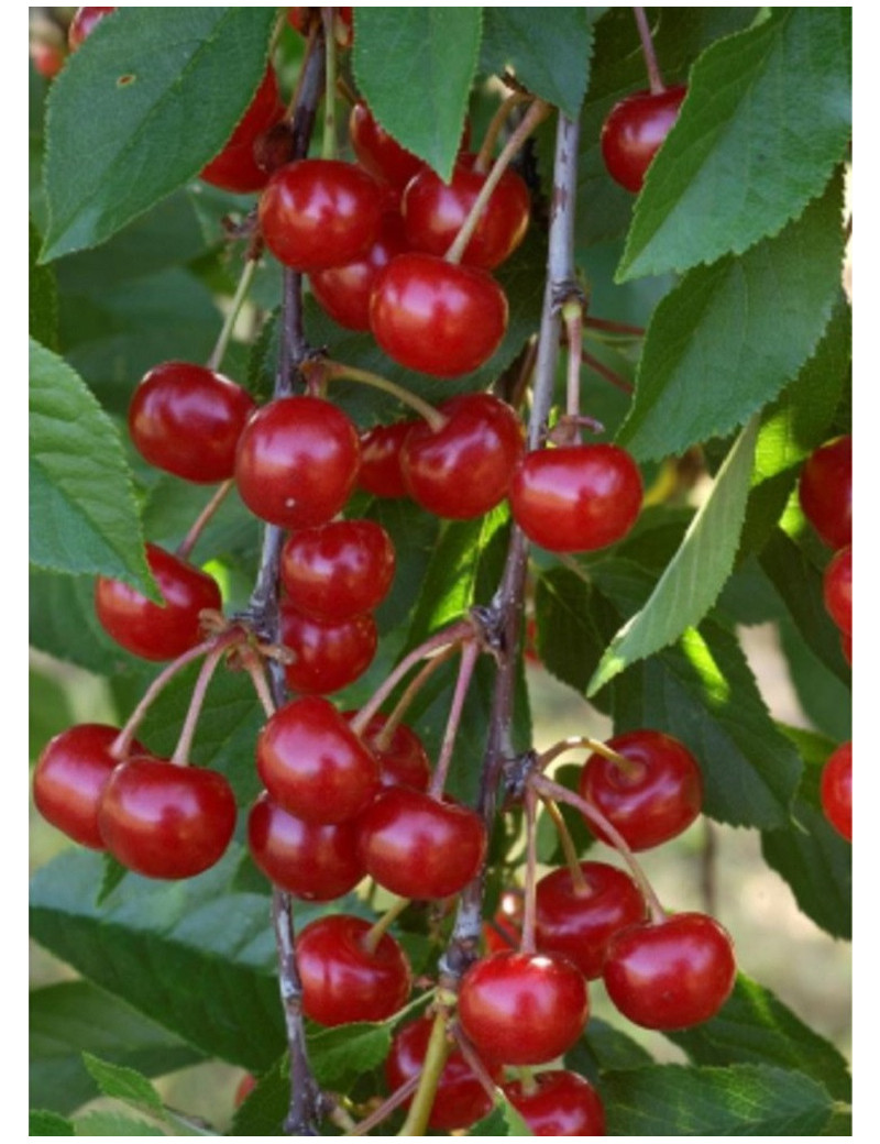 CERISIER griotte MONTMORENCY (Prunus cerasus)