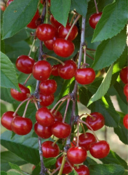 CERISIER griotte MONTMORENCY