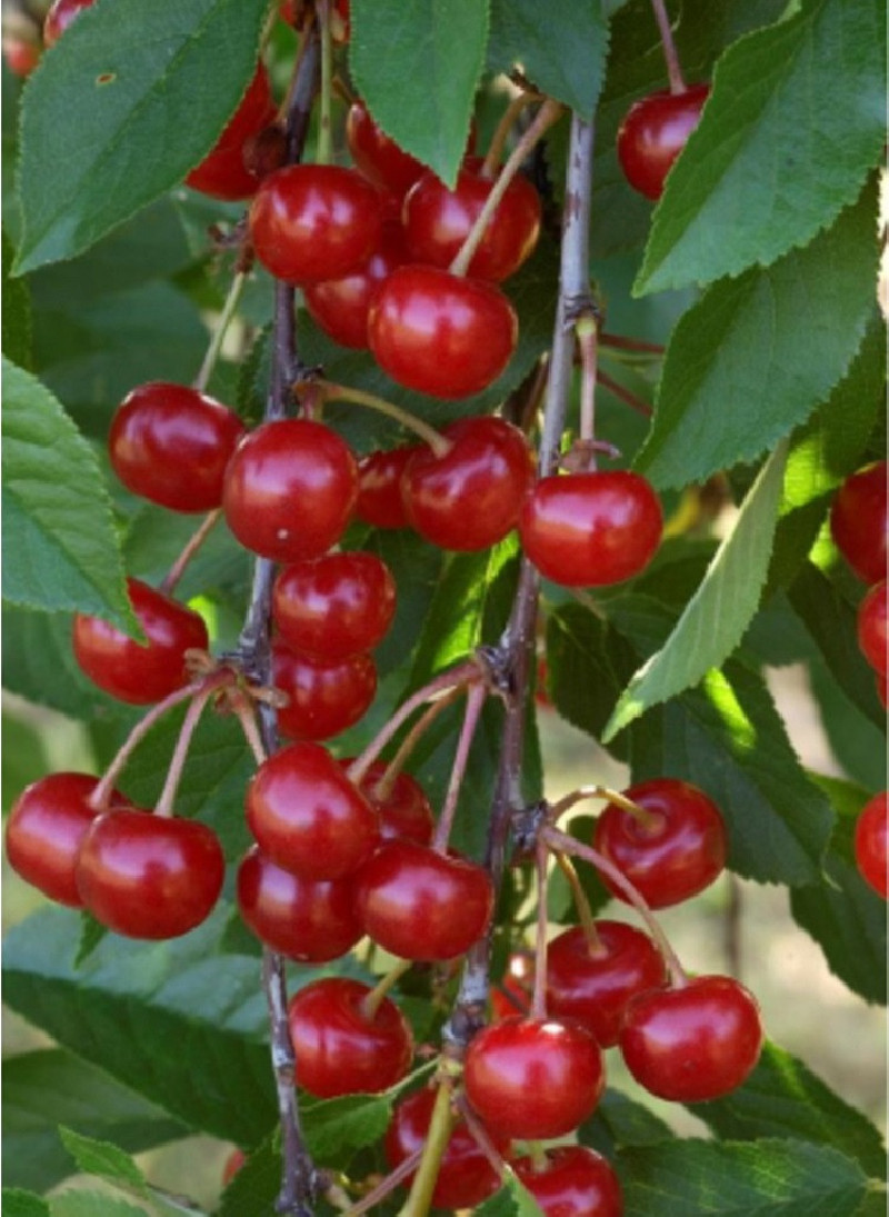 CERISIER griotte MONTMORENCY