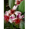 Topiaire (Plante taillée) - FEIJOA (ACCA) sellowiana (Goyavier du Brésil)