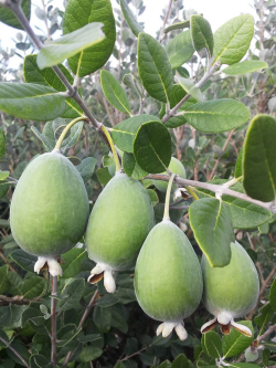 FEIJOA sellowiana