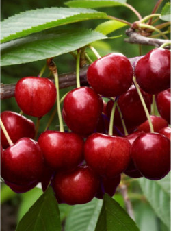 CERISIER guigne EARLY RIVERS