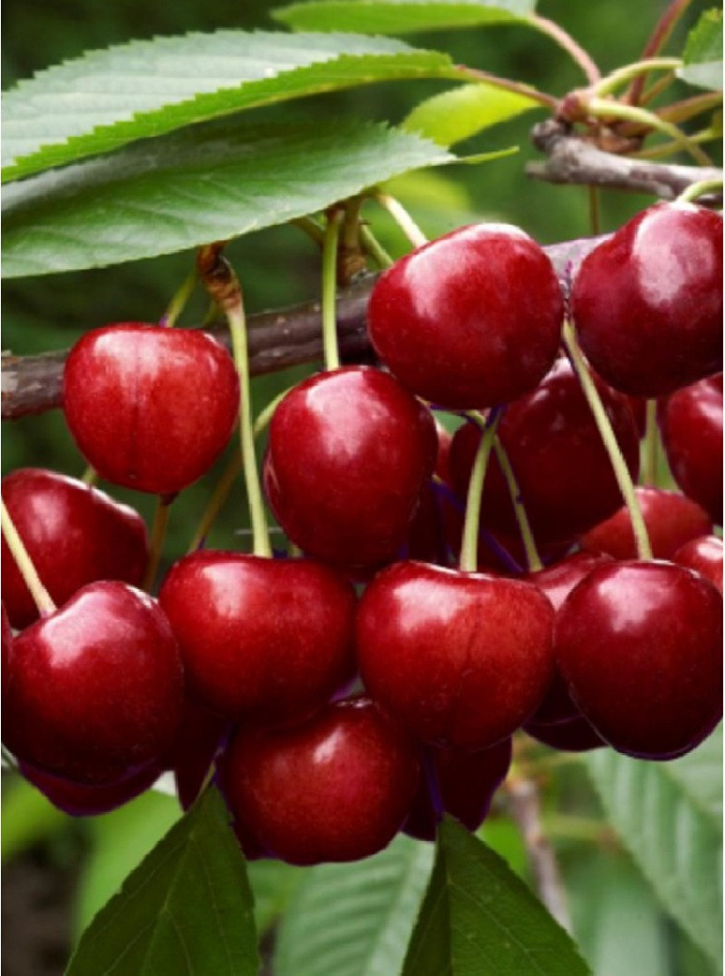 CERISIER guigne EARLY RIVERS