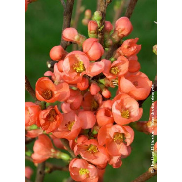 CHAENOMELES speciosa FRIESDORFER (Cognassier du Japon)