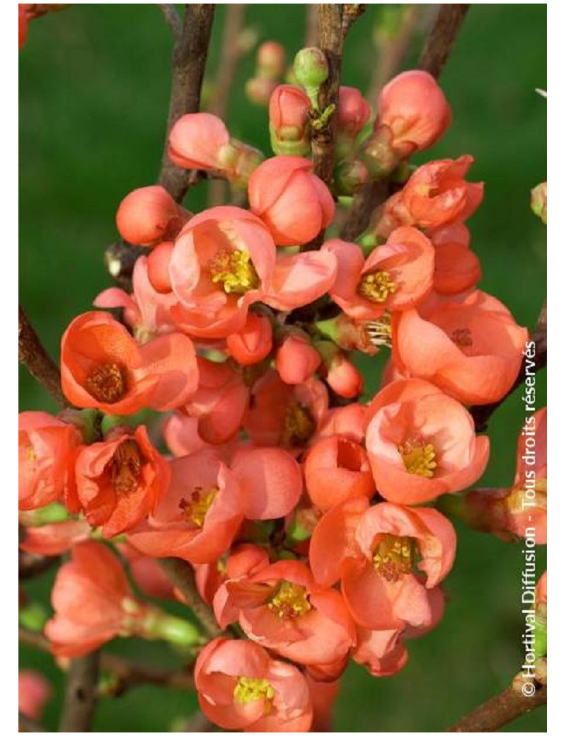 CHAENOMELES speciosa FRIESDORFER (Cognassier du Japon)