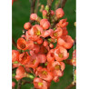 CHAENOMELES speciosa FRIESDORFER (Cognassier du Japon)