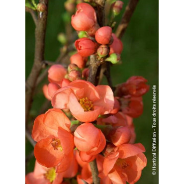 CHAENOMELES speciosa FRIESDORFER (Cognassier du Japon)