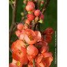 CHAENOMELES speciosa FRIESDORFER (Cognassier du Japon)