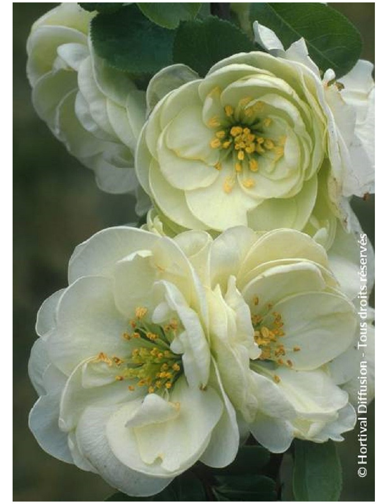 CHAENOMELES speciosa KINSHIDEN (Cognassier du Japon)