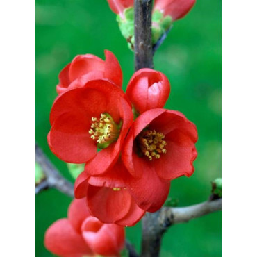 CHAENOMELES speciosa RUBRA (Cognassier du Japon)