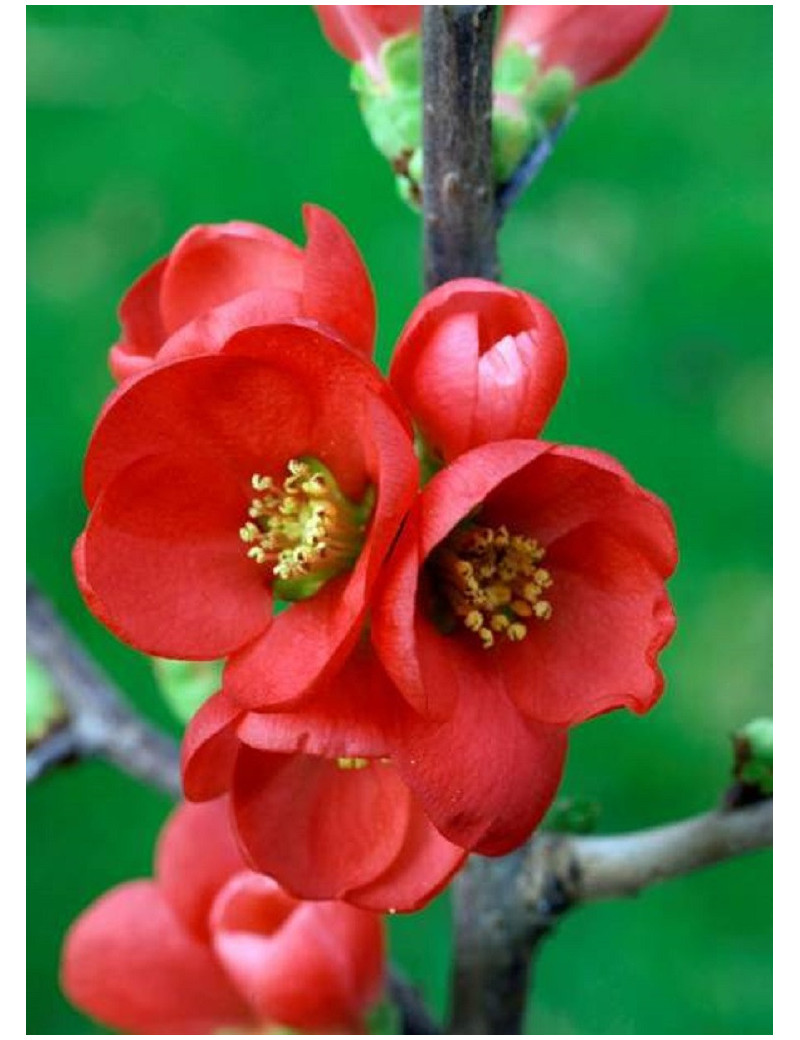 CHAENOMELES speciosa RUBRA (Cognassier du Japon)