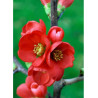 CHAENOMELES speciosa RUBRA (Cognassier du Japon)