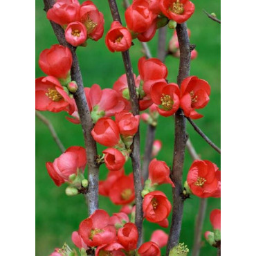 CHAENOMELES speciosa RUBRA (Cognassier du Japon)