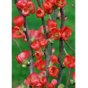 CHAENOMELES speciosa RUBRA (Cognassier du Japon)