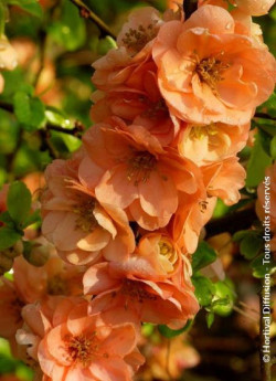 CHAENOMELES superba CAMEO