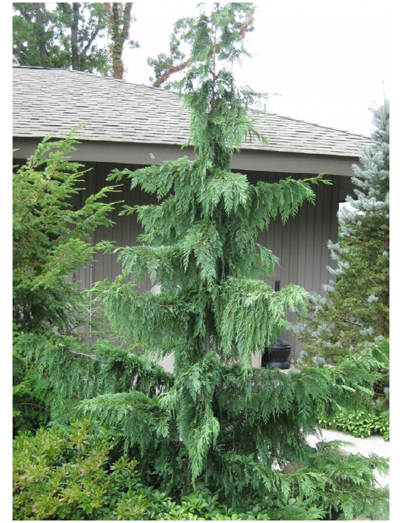 CHAMAECYPARIS nootkatensis PENDULA (Faux cyprès de Nootka pleureur)