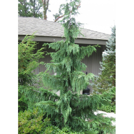 CHAMAECYPARIS nootkatensis PENDULA (Faux cyprès de Nootka pleureur)