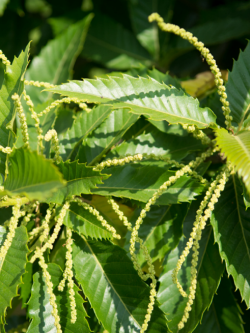 CHÂTAIGNIER MARIGOULE