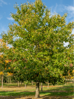 CHÂTAIGNIER MARIGOULE