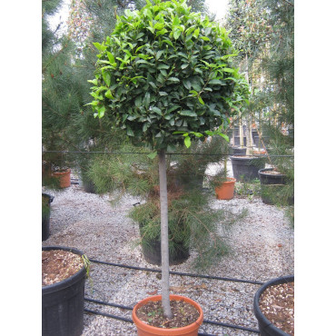 LAURUS NOBILIS En pot forme boule sur tige hauteur du tronc 090-110 cm