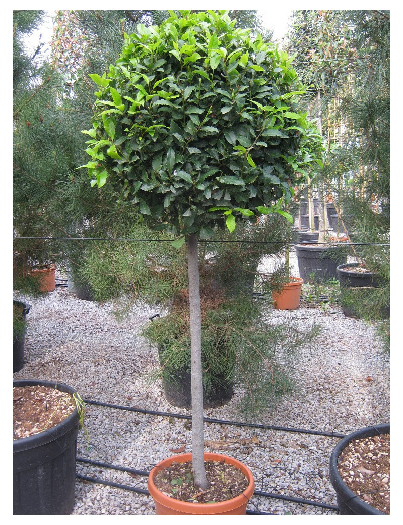 LAURUS NOBILIS En pot forme boule sur tige hauteur du tronc 090-110 cm