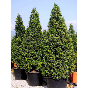 LAURUS NOBILIS En pot forme conique