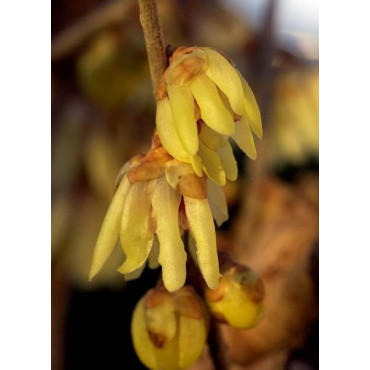 CHIMONANTHUS praecox (Chimonanthe odorant)