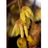 CHIMONANTHUS praecox (Chimonanthe odorant)