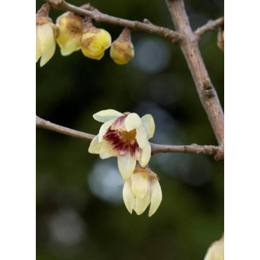 CHIMONANTHUS praecox (Chimonanthe odorant)